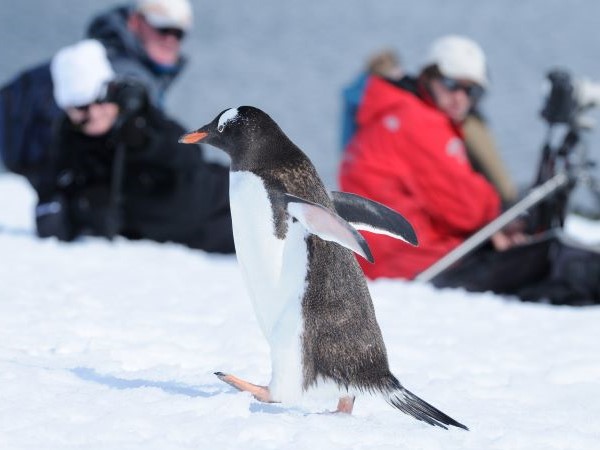 Pinguinbeobachtung Antarktis