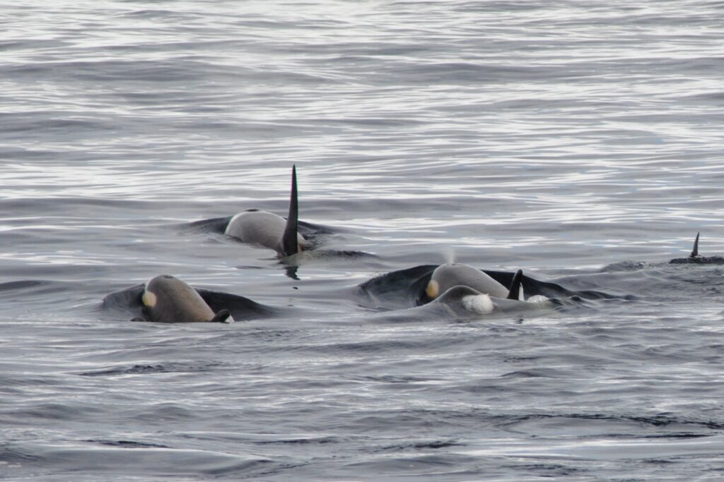 Antarktis schwimmende Orcas
