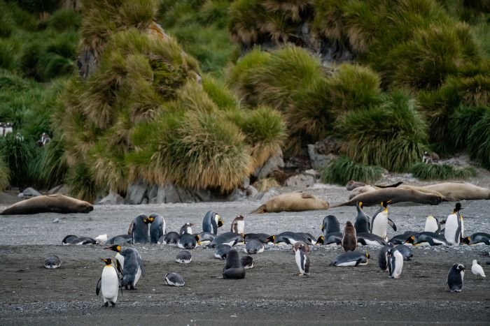 Pinguine und Esselefanten Antarktis