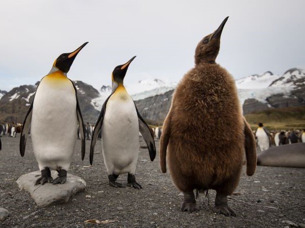 Pinguine und Pinguinküken Antarktis