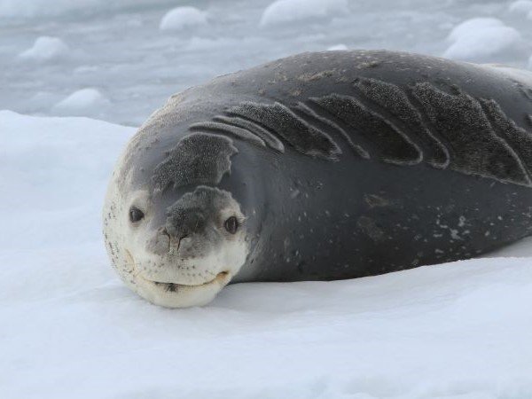 Ein liegender Seeleopard schaut in die Kamera als würde er lachen.