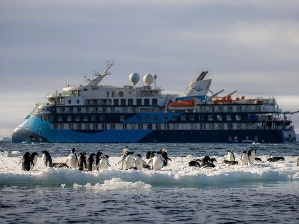Ocean Albatros im Hintergrund, Pinguingruppe auf Eis im Vordergrund