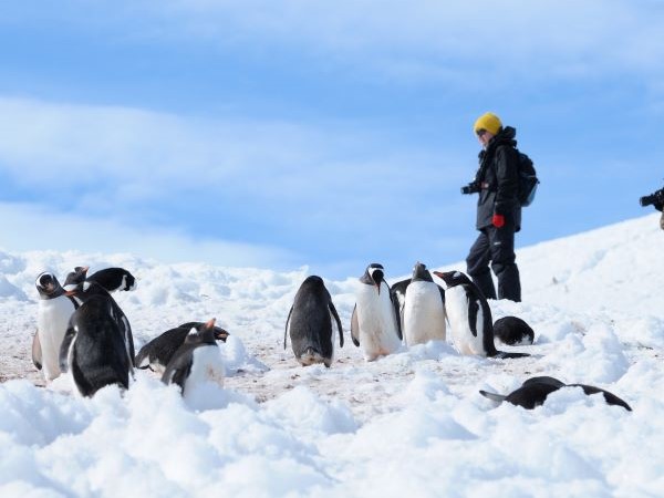 Eselspinguine