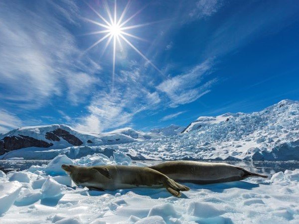 Zwei Robben liegen im Eis unter der Sonne der Antarktis.