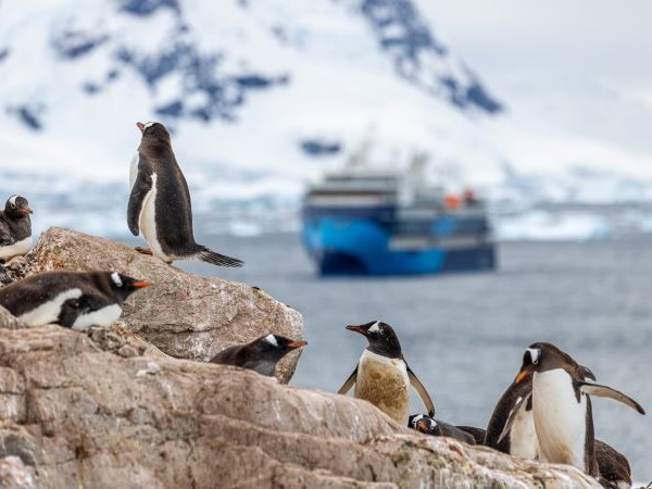 Eselspinguine stehen verteilt auf einem Felsen, im Hintergrund das Antarktis Schiff.