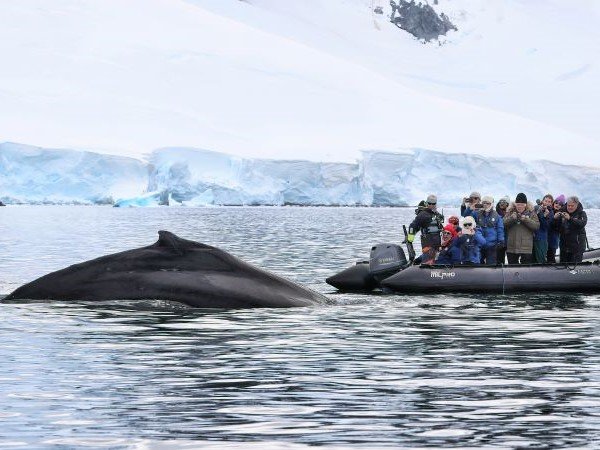 Zodiac mit Antarktis Gästen schaut auf den Rücken eines Wales der gerade wieder ins Wasser taucht.