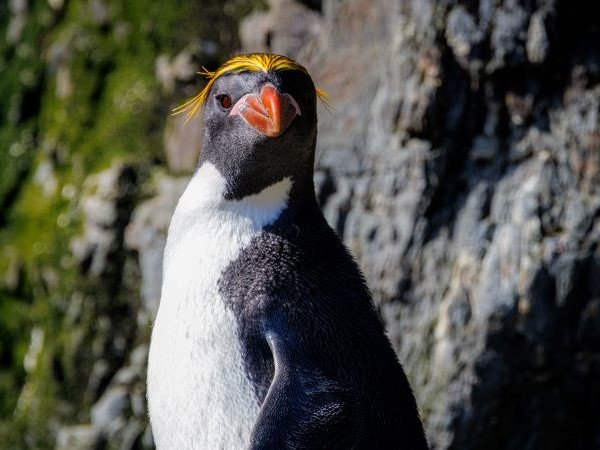 Ein Goldschopfpinguin schaut frech in die Kamera.