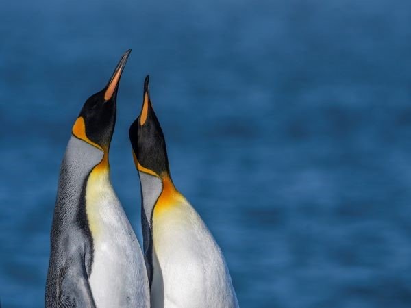 Königspinguin-Pärchen schaut mit langem Hals in den Himmel.