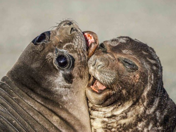 Zwei Seeelefanten Weibchen Kopf an Kopf in der Antarktis
