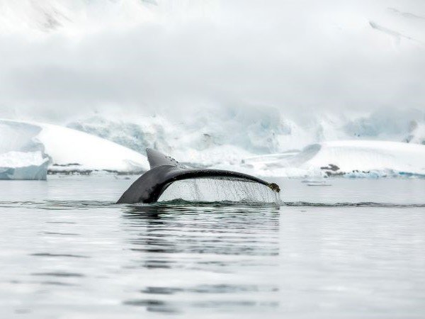 Buckelwal taucht in Wasser der Antarktis. Im Hintergrund Eis und Wolken.