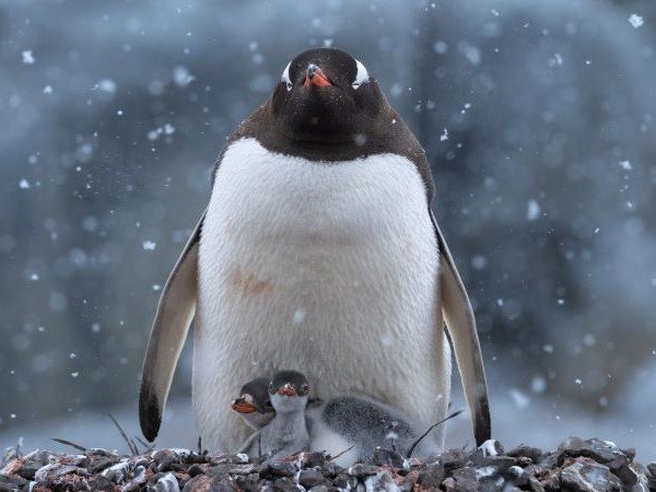 Eselspinguin bei Schneefall mit zwei Küken.
