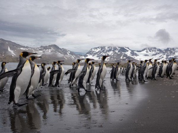 Königspinguin stehen aufgereiht vor Bergkette in Südgeorgien