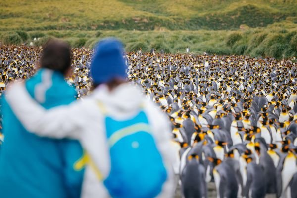 Antarktis Kaiserpinguine