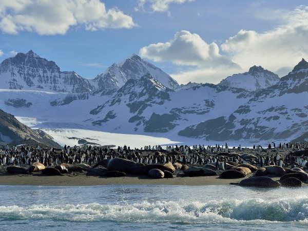 Seeelefanten und Königspinguine Antarktis