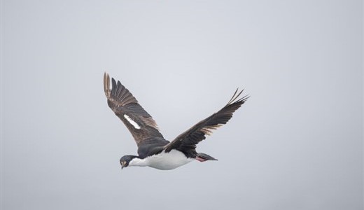 Vogel begleitet das Antarktis Schiff