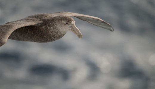 Vogel gleitet über das Meer in der Drake Passage