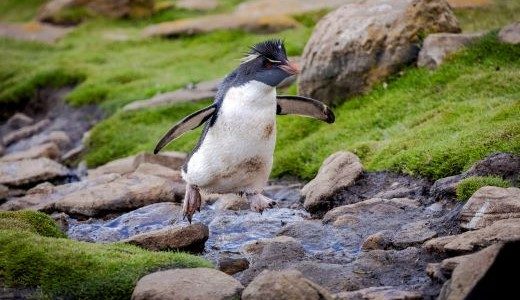 Falkland Saunders Island Rockhopper Penguin