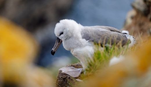 Vogelwelt Westpoint Falkland Inseln