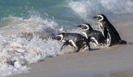 Adelie Pinguine laufen ins Wasser der Antarktis