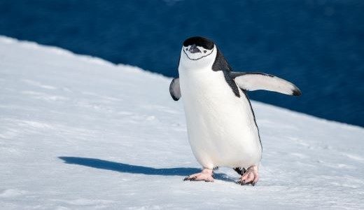 Zügelpinguin Orne Harbour Antarctica