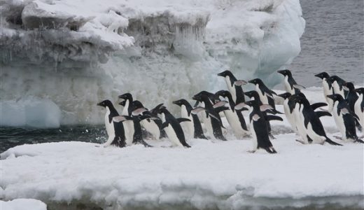 AdéliePinguine