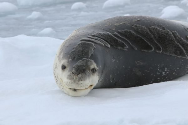 Seeleopard Antarktis