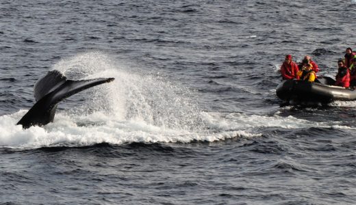 Zodiacfahrt mit Walbeobachtung Antarktis