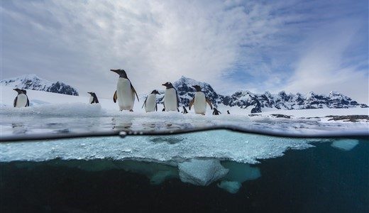 Vom Wasser aus Blick auf Pinguine die auf einer Eisscholle stehen.