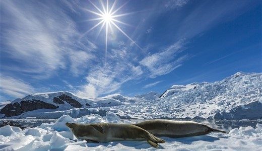 Zwei Robben liegen im Eis unter Sonnenschein.