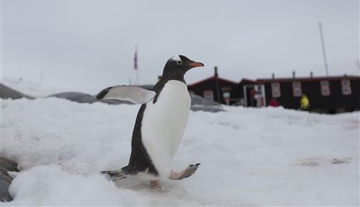 Ein Pinguin watschelt vor einer Forschungsstation durch den Schnee.