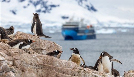 Eselspinguine auf Felsen, Antarktis Schiff im Hintergrund