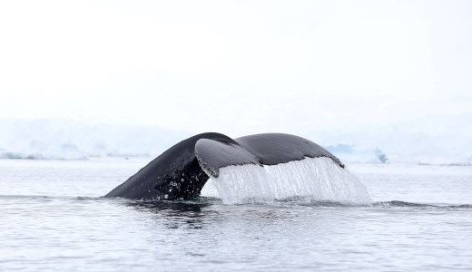 Die Flosse von einem Buckelwal ist noch sichtbar nachdem dieser in das kalte Wasser der Antarktis taucht.