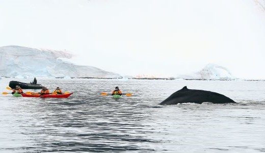 Kajakfahrer beobachten den Rücken eines Wals während ihrer Antarktis Reise.