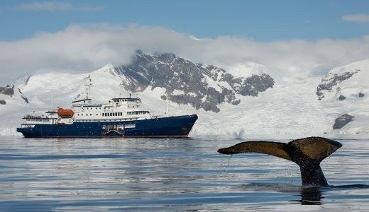 Walflosse vor Antarktis Schiff