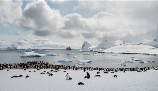 Antarktis_Pinguine©Anthony_Smith