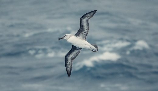 Albatross Drake Passage