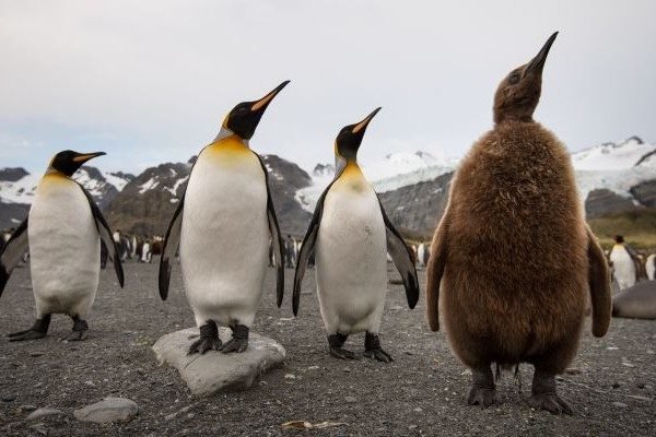 Königspinguin Kolonie