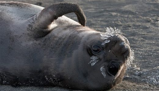 Elephant Seal _Jan Veen