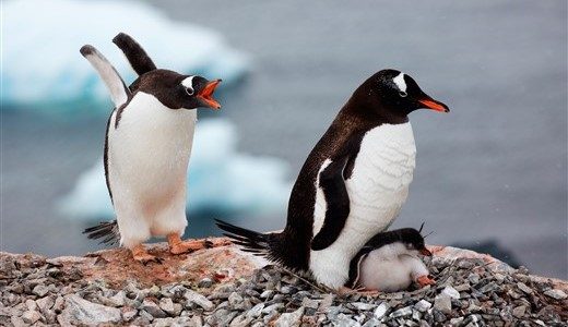 Brütende Eselspinguine Antarktis