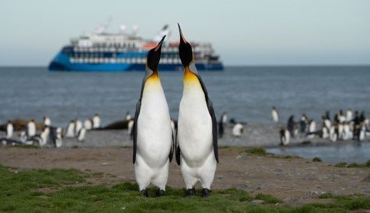 Königspinguinpärchen steht vor dem Antarktis Schiff mit den Schnäbeln nach oben.
