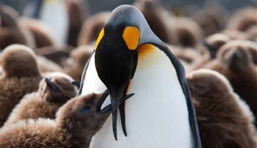 Fütterung Königspinguine