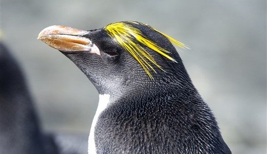 Goldschopfpinguin Antarktis