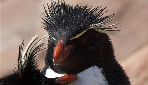 Felsenpinguin Antarktis