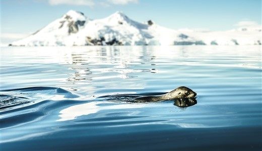 Eine schwimmende Robbe streift durch das klare Wasser der Antarktis