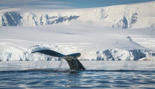 Buckelwalflosse Antarktis vor Weißer Schneelandschaft