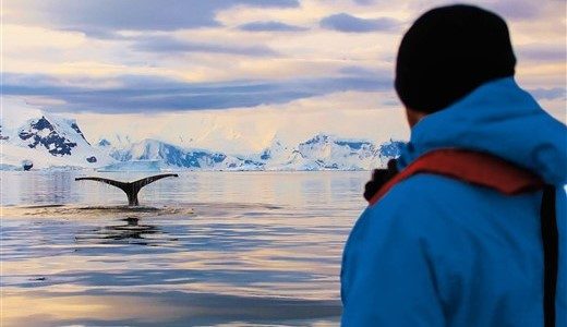 Reisender beobachtet Buckelwal in der Antarktis