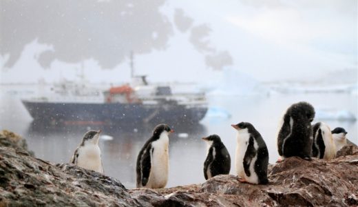 Juvenile Pinguine Antarktis