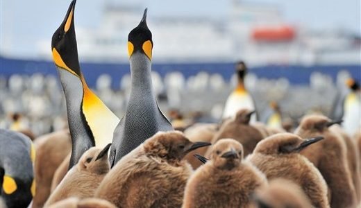 Königspinguine mit Jungen Antarktis