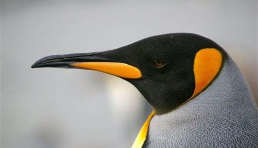 Königspinguin Antarktis