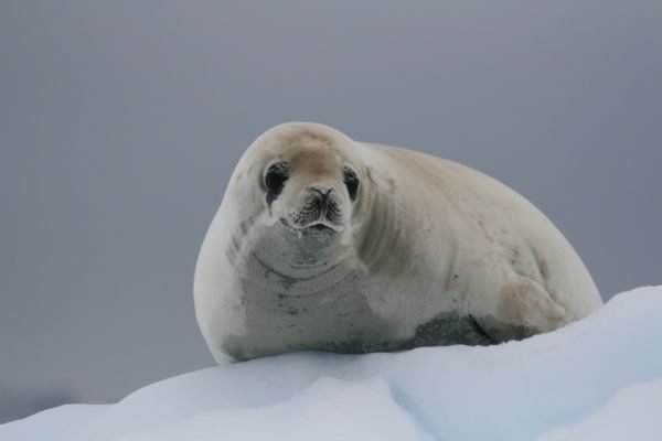 Krabbenfresser Robbe in der Antarktis